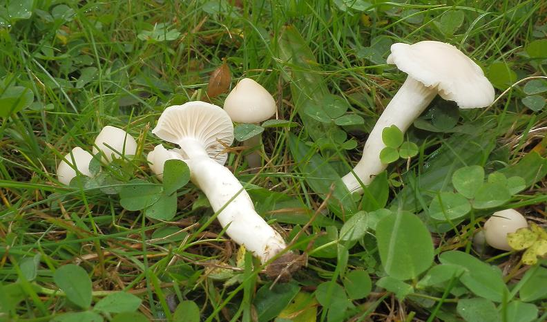 Hygrocybe virginea_1.1.JPG