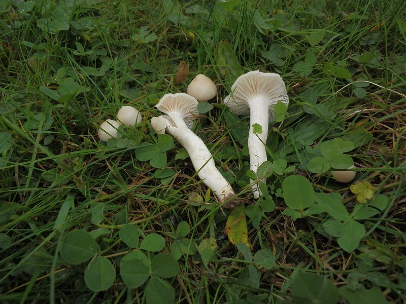 Hygrocybe virginea_1.3.JPG