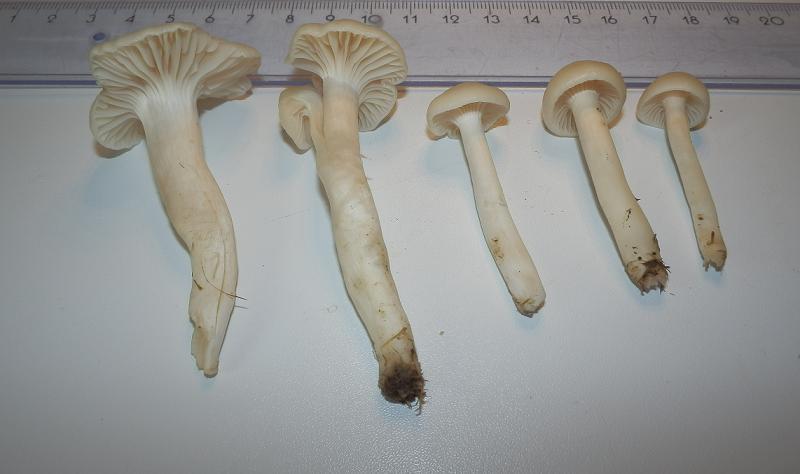 Hygrocybe virginea_1.6.JPG