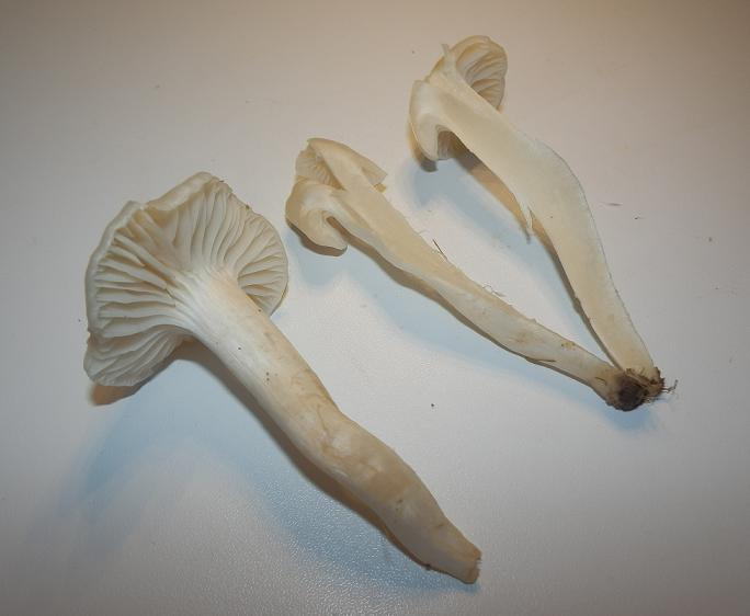 Hygrocybe virginea_1.8.JPG