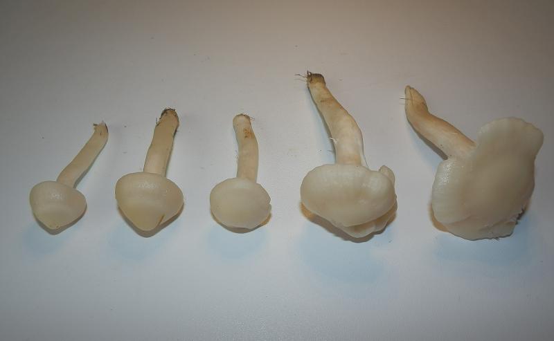 Hygrocybe virginea_1.9.JPG