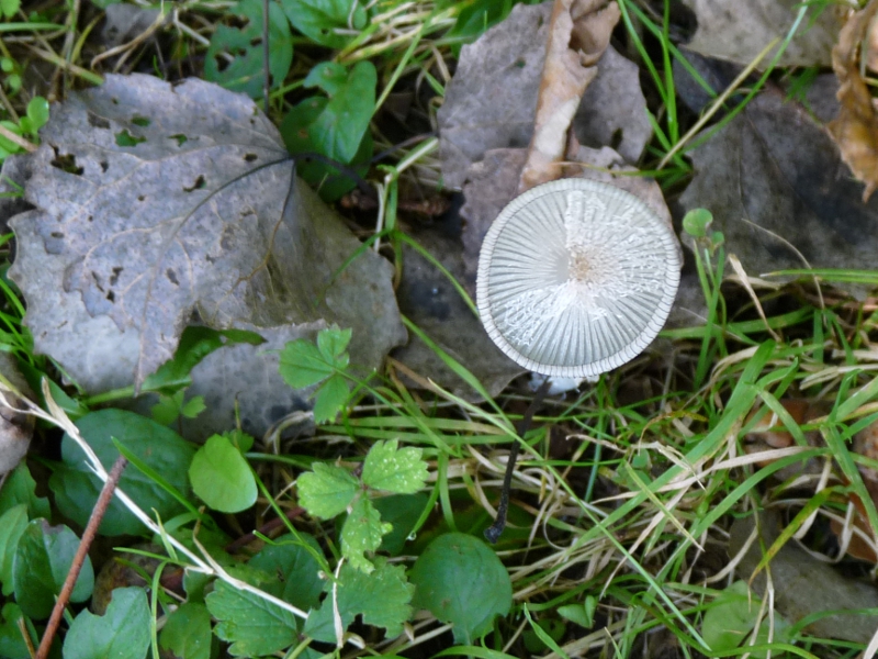 P1060584 Langstieliger Alabasterpilz .JPG