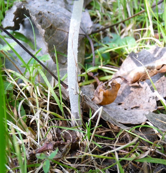 P1060585 Alabasterpilz Stieldetail .JPG