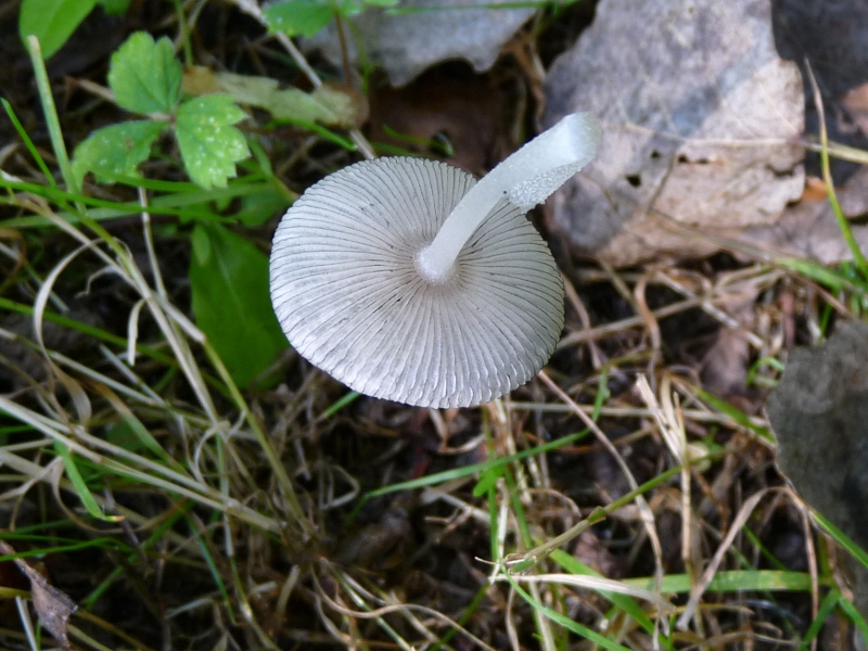 P1060593 Alabasterpilz geknickt Lamellen .JPG