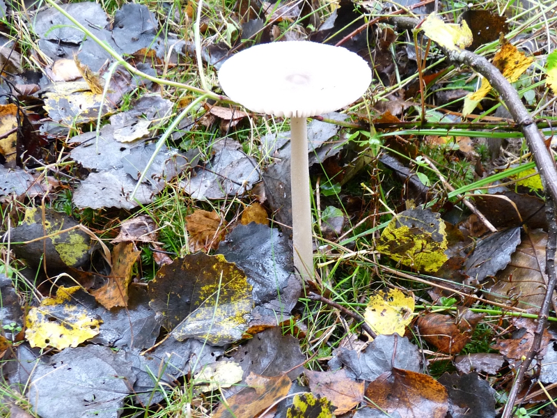 P1060615 Serie 1 A Hut + Stiel natur Natur .JPG