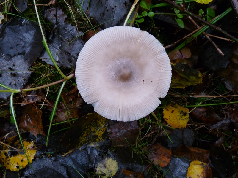 P1060614 Serie 1 A Hut 7,5cm .JPG