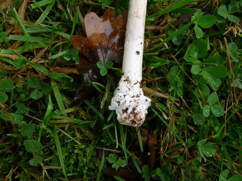 P1060623 Serie 1 A Klumpfuss .JPG