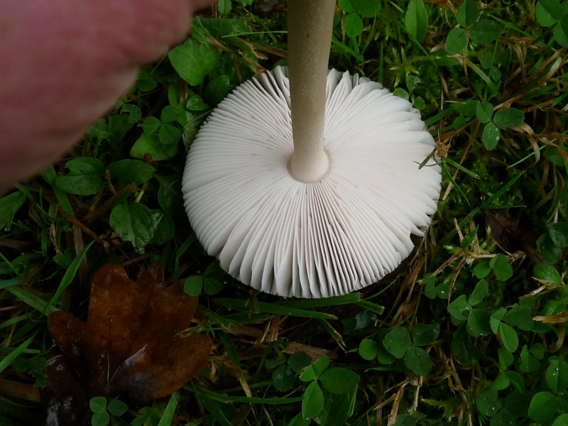 P1060626 Serie 1 A Lamellen .JPG