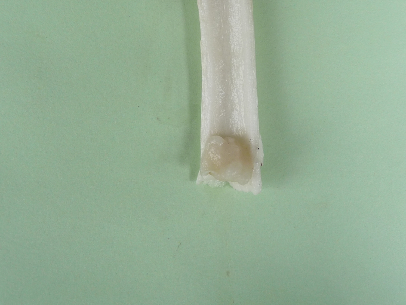 P1060632 Serie 1 A Gallert im Stiel.JPG