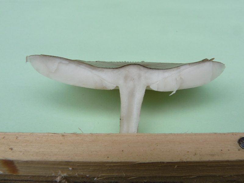 P1060639 Serie 1 A Schnitt .JPG