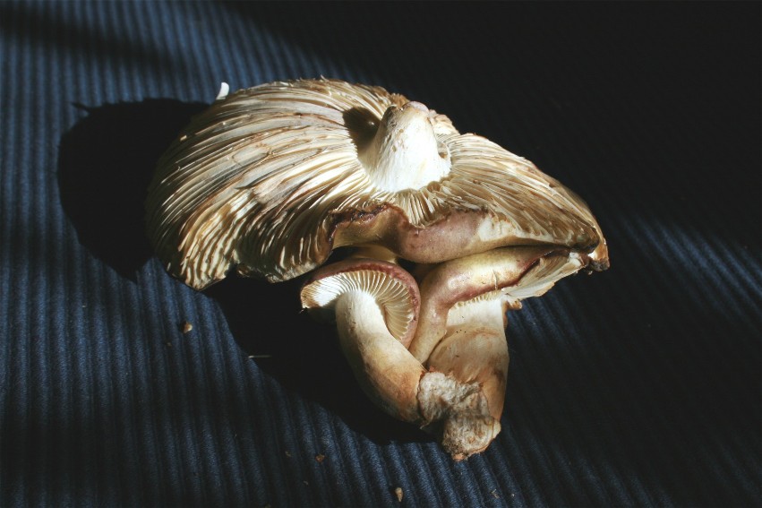 Russula 3-fach_04_Dbw1.JPG