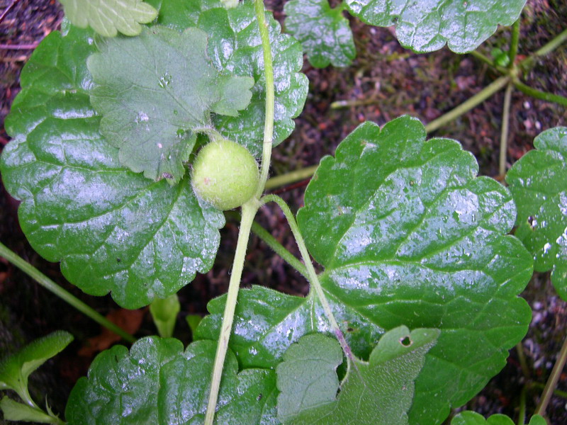 Liposthenes glechomae-c.JPG