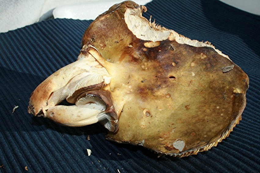 Russula 3-fach_11_bw.JPG