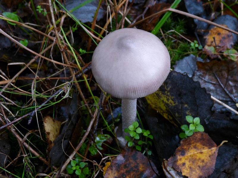 P1060654 Serie 1 .JPG