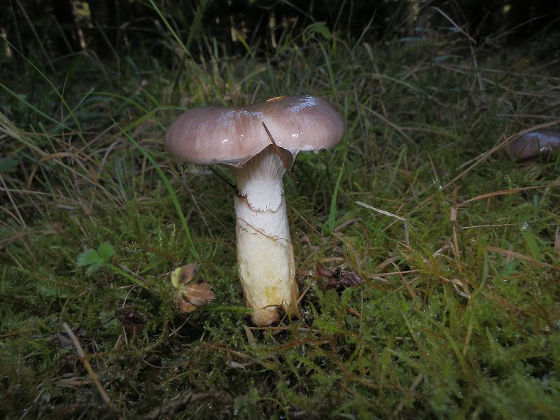 Gomphidius glutinosus_2.1.jpg