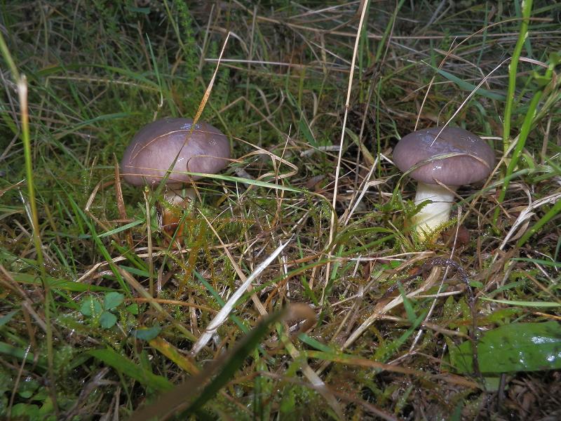 Gomphidius glutinosus_2.2.jpg