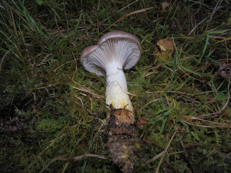 Gomphidius glutinosus_2.3.jpg