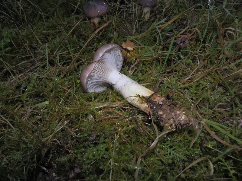 Gomphidius glutinosus_2.4.jpg