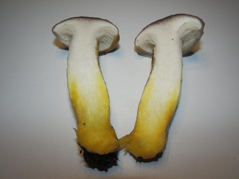 Gomphidius glutinosus_2.11.jpg