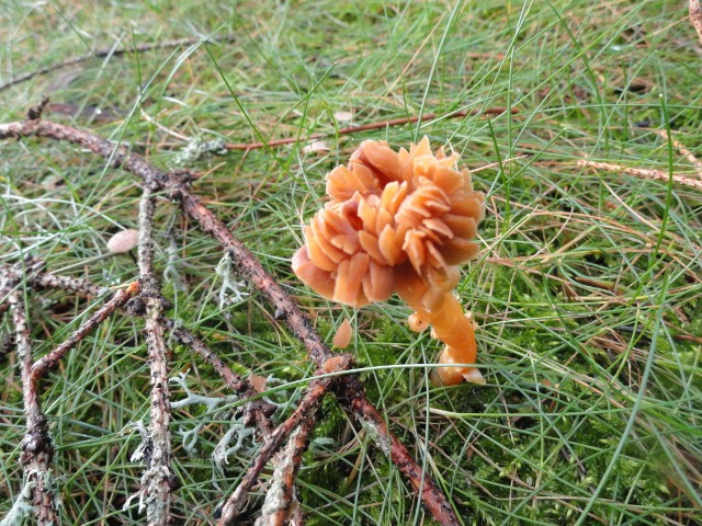 DSC04815 (640x480).jpg