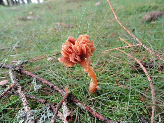 DSC04816 (640x480).jpg