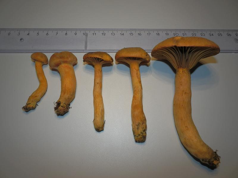 Chroogomphus helveticus_1.5.jpg