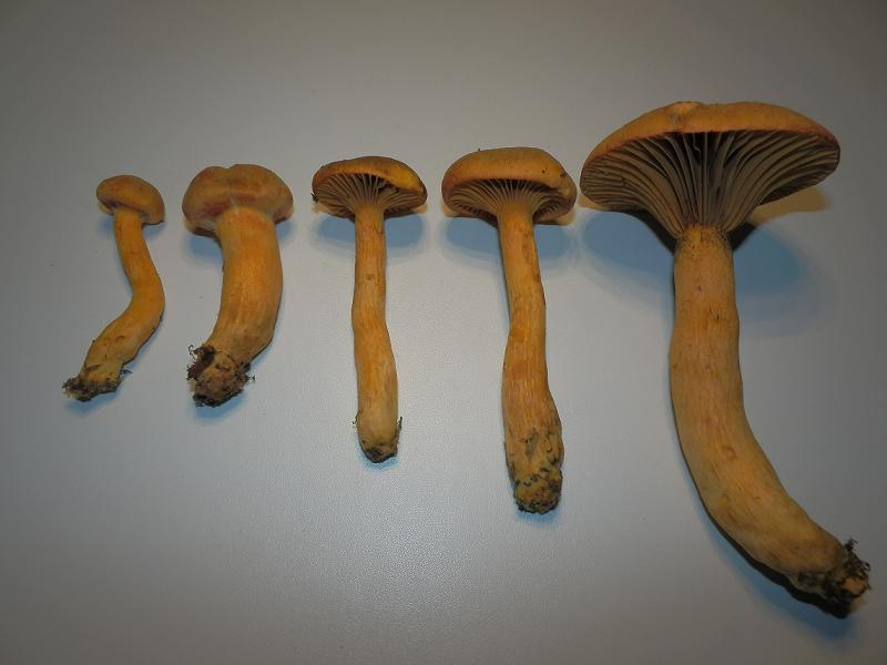 Chroogomphus helveticus_1.6.jpg