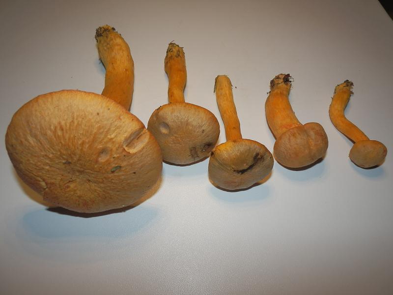 Chroogomphus helveticus_1.7.jpg