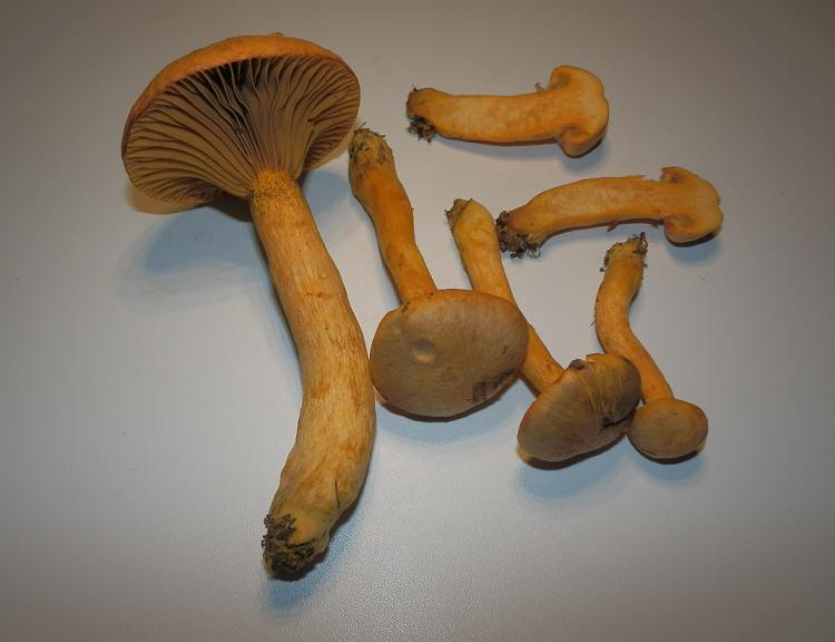 Chroogomphus helveticus_1.8.jpg