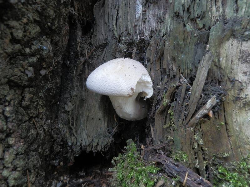 Pleurotus sp_1.1.jpg