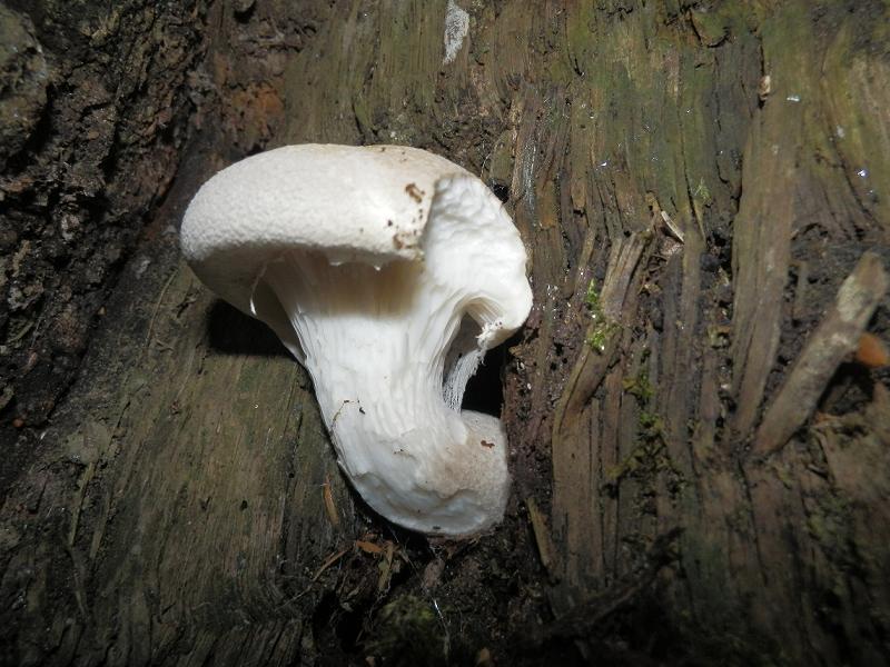 Pleurotus sp_1.2.jpg