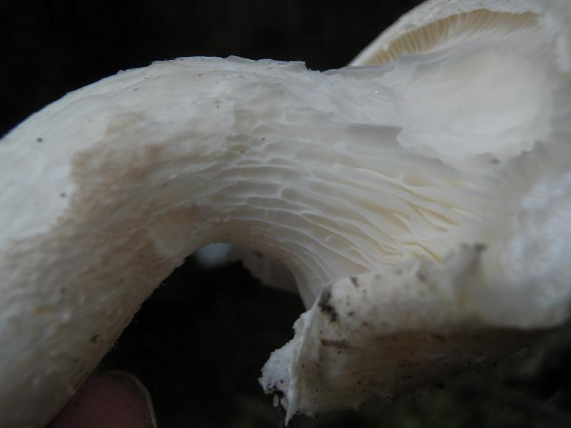Pleurotus sp_1.3.jpg