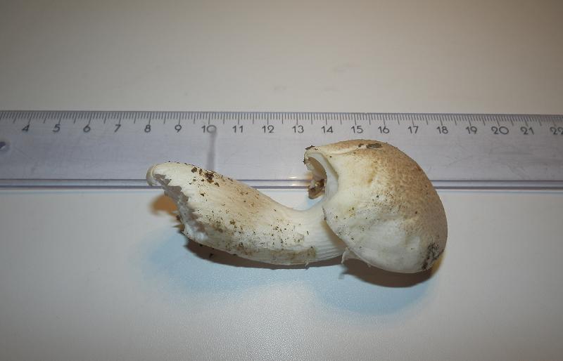 Pleurotus sp_1.4.jpg