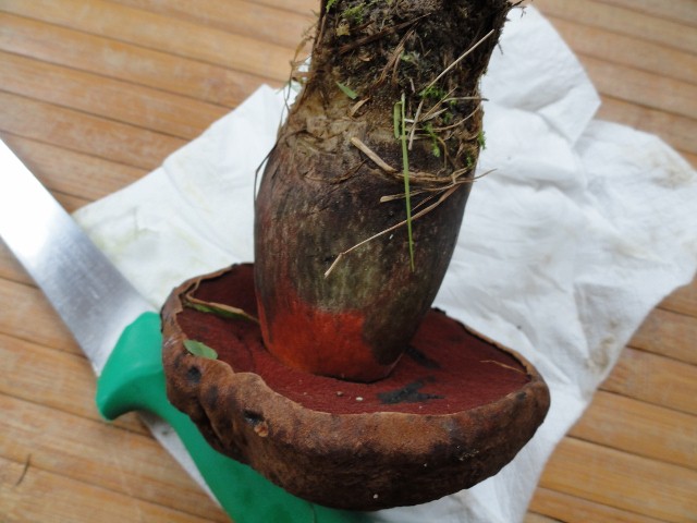 DSC04821 (640x480).jpg