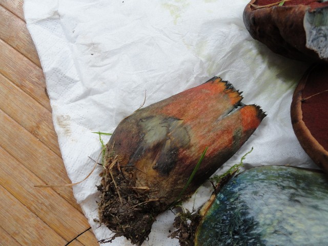 DSC04824 (640x480).jpg