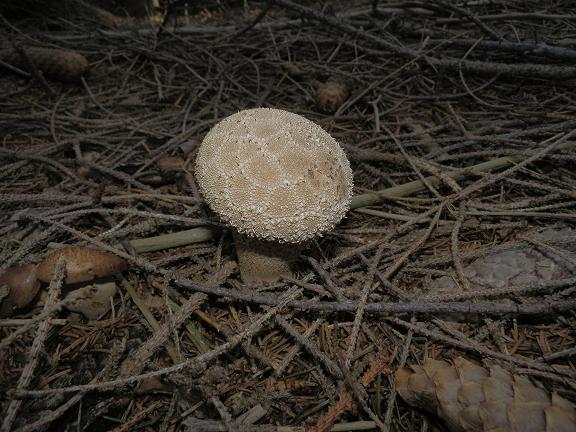 Calvatia excipuliformis_2.jpg