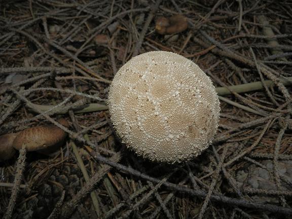 Calvatia excipuliformis_2.1.jpg