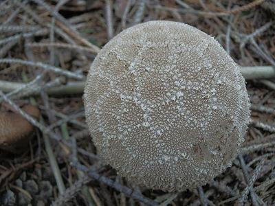 Calvatia excipuliformis_2.2.jpg
