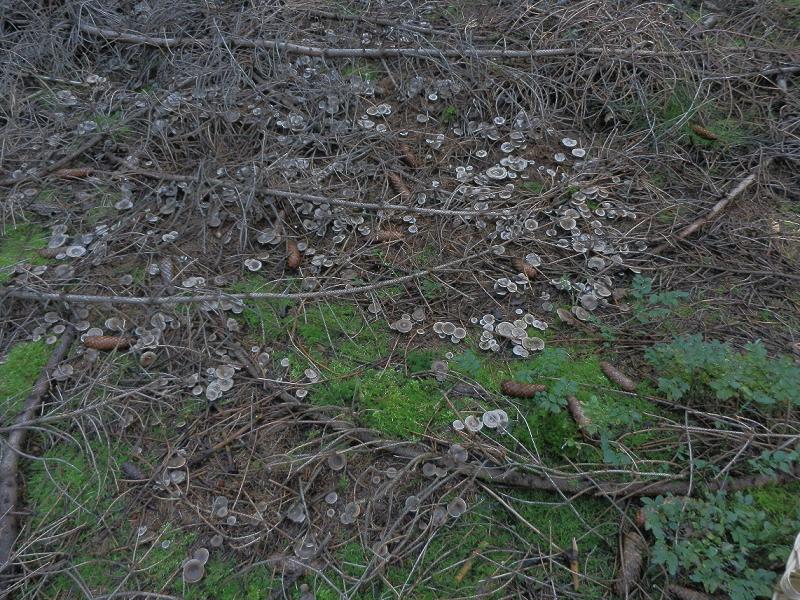 Clitocybe umbilicata_1.jpg