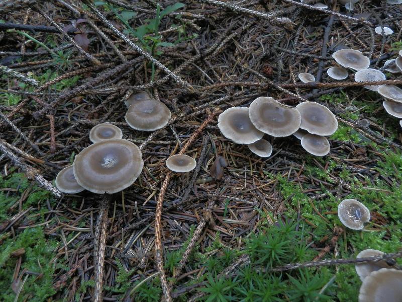 Clitocybe umbilicata_1.1.jpg