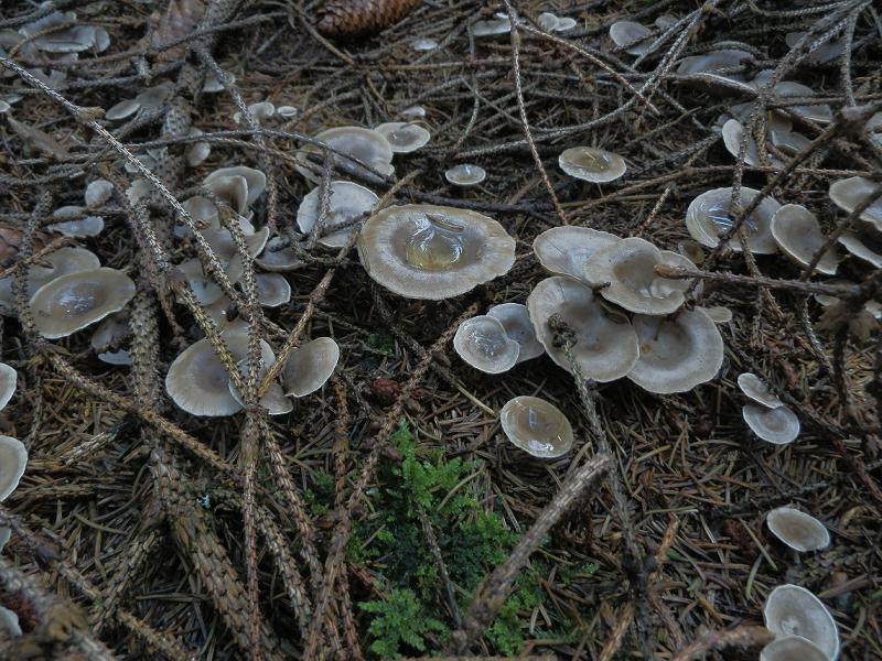 Clitocybe umbilicata_1.2.jpg