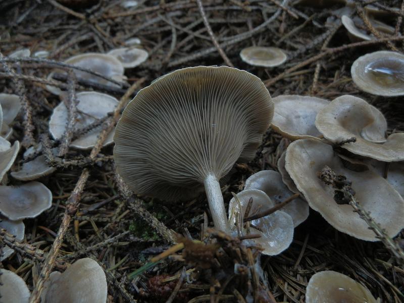 Clitocybe umbilicata_1.3.jpg