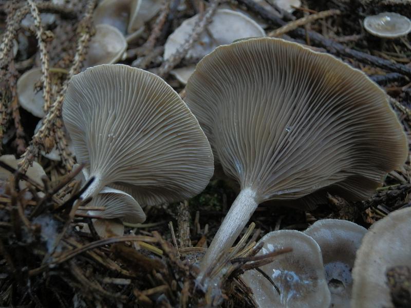Clitocybe umbilicata_1.5.jpg