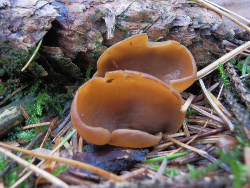 Becherling unbenannt_1.1.jpg