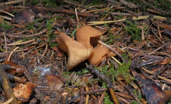 Becherling unbenannt_1.2.jpg