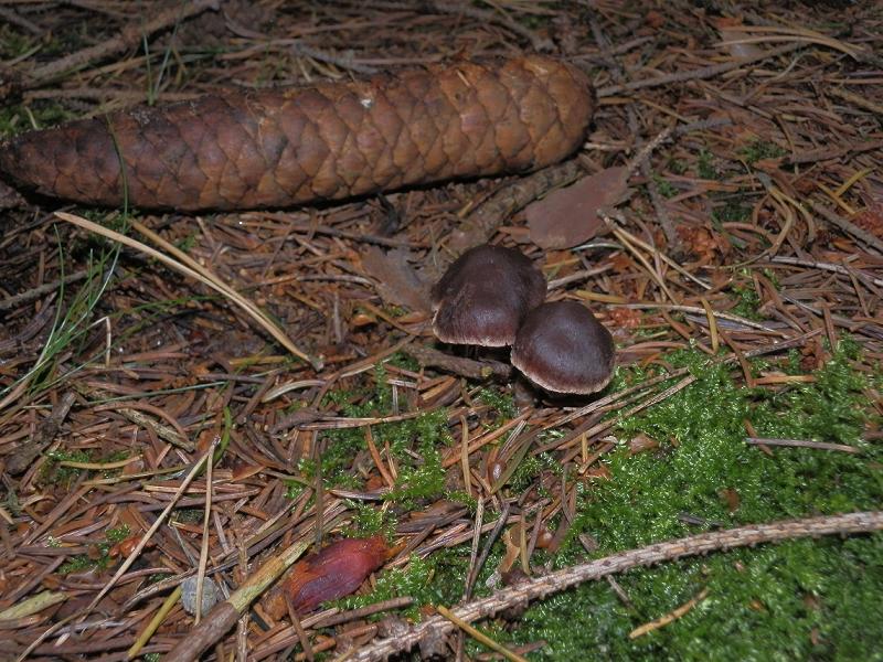 Cortinarius umbrinolens_1.jpg