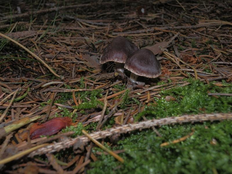 Cortinarius umbrinolens_1.1.jpg