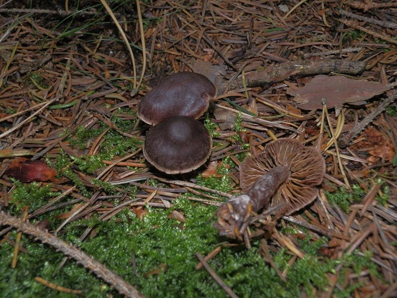 Cortinarius umbrinolens_1.2.jpg