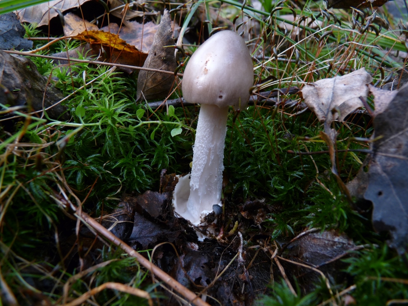 P1060726 Am vag Flocken am Stiel .JPG