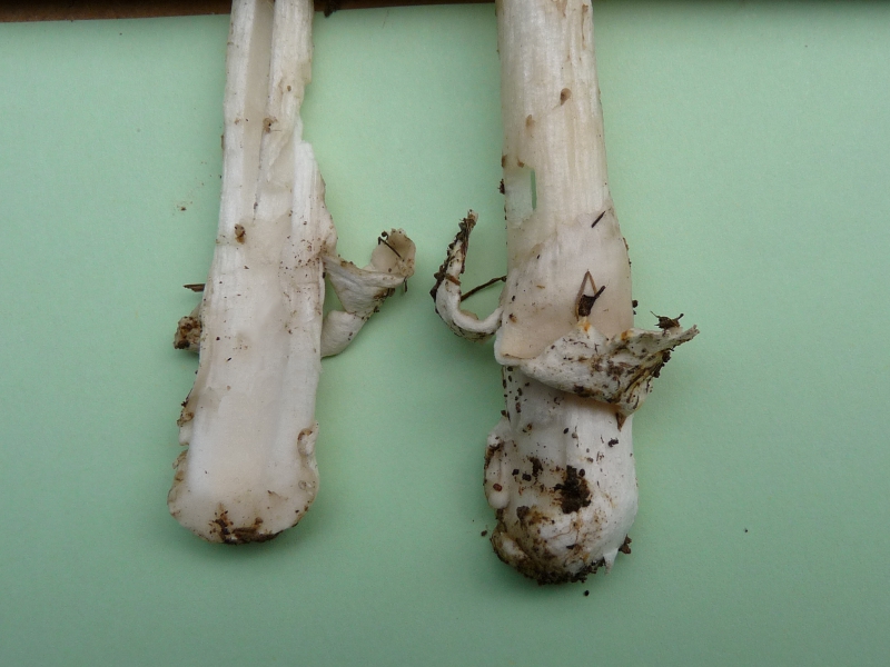 P1060734 Am vag 2 Stielemit Volva .JPG